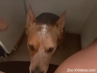 Dog licks woman's shaved clit until she comes like a slut