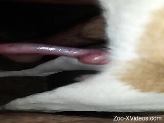 Steamy amateur filmed when she outs the dog dick in her mouth