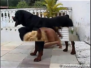 Busty blonde with big naturals fucks with the dog in anal XXX