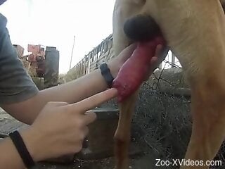 Curious male plays with the dog's hefty penis in outdoor