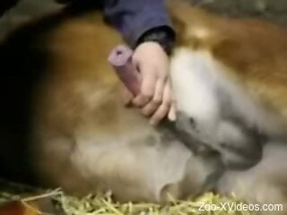 Clothed woman jerks farm animal cock in ruthless kinks