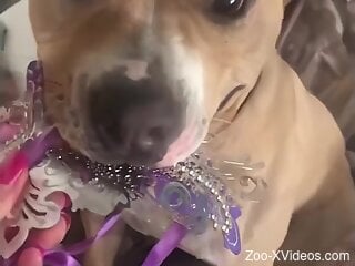 Sexy woman wants to fool around with her dog in sexual kinks