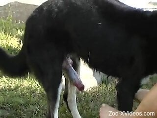 Thirsty blonde wants this dog dick fully in her wet holes