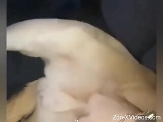 Curious man puts the dog's dick in his mouth and over his ass