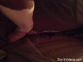 Amateiur woman filmed at home enjoying sex with her dog