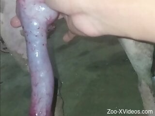 Man holds dog's huge cock and craves sex with it