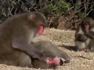 Animal porn videos and ZOO PORN