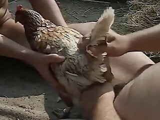 Animals bestiality porn