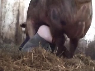 BeastVideoz