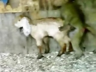Deutsch animal sex