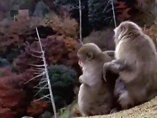 Animal porn and bestiality