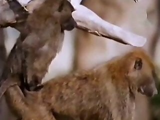 Free zoo porn tube