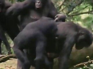 Free bestiality and zoophilia porn