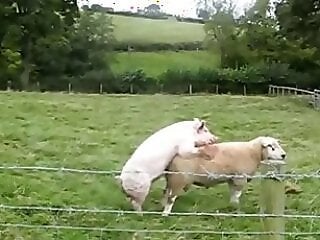 Free bestiality and zoophilia porn