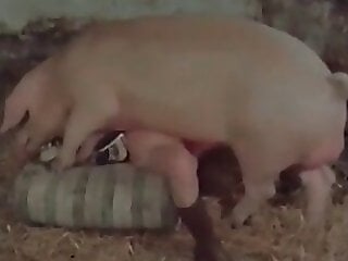 Animal porn and bestiality