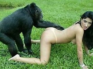 Zoo Porn