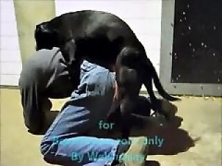 Animal porn and bestiality