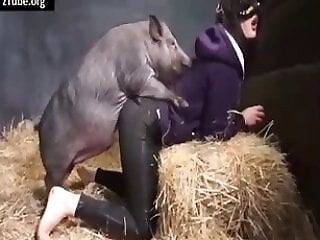Zoophilia porn and animal sex