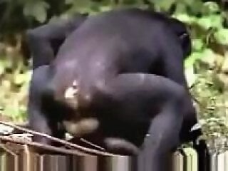 Zoo porn and zoo sex video
