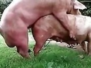 Pig Porn Videos