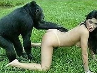 Animal porn and bestiality