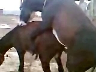 Animal porn and bestiality