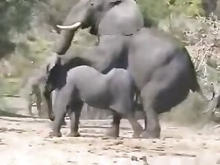 Animal Porn Zoo Videos