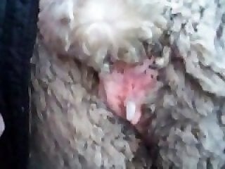 HQ Animal Porn